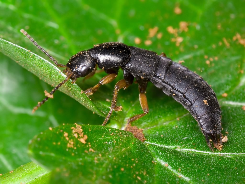 Ocypus brunnipes (Fabricius, 1781)